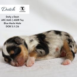 Dutch - BMM1 - Blue merle male Toy Australian Shepherd puppy in Nacogdoches, Texas from TK Standard, Mini, & Toy Aussies