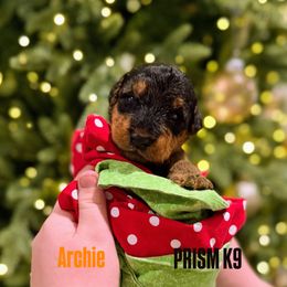 Archie (orange) - Black and tan male Airedale Terrier puppy in Akron, Ohio from Green Family Companion Kennel, LLC