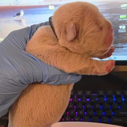 Prudence - White and fawn female French Bulldog puppy in Joliet, Illinois from MarvelousFrenchies