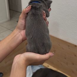 Blue Collar - Blitzen - Gray male Cane Corso puppy in Lake Elsinore, California from CRUCIAL CANE CORSOS