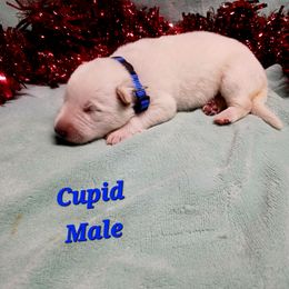 Cupid (Blue) - White male German Shepherd puppy in Bedias, Texas from TiPi S Ranch's German Shepherds