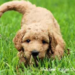Goldendoodle Puppies from Shadow Ridge Doodles