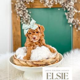 Elsie - Red  female Goldendoodle puppy in Cedar City, Utah from Cedar Doodles- Home of the Teddybear Goldendoodle