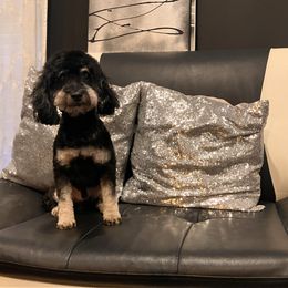 Ares (CKC) - Phantom male Poodle puppy in Chattanooga, Tennessee from SoftPaw Kennels