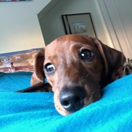 Dachshund Puppies from Bella’s Puppies