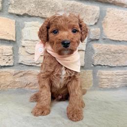 Hank - Apricot male Cavapoo puppy in Fort Lupton, Colorado from Puppy Paws Colorado