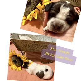 Star - Liver white and roan female English Springer Spaniel puppy in Madison, Indiana from McCollough's Pawsome Spaniels and Danny's Delightful Dachshunds