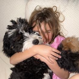 Bernedoodle Puppies from Palmetto Bernedoodles Boutique