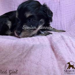 Girl 1 - female Miniature Schnauzer puppy in Houston, Texas from Semien Family Kennels