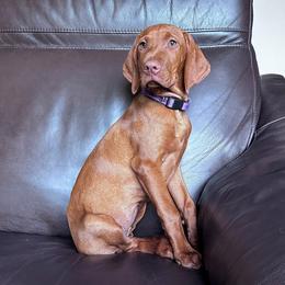 Vizsla Puppies from Legacy Vizslas - Zionsville, Indiana
