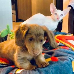 Dachshund Puppies from Meldox