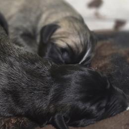 Anatolian Shepherd Dog Puppies from Florida Anatolian Shepherds