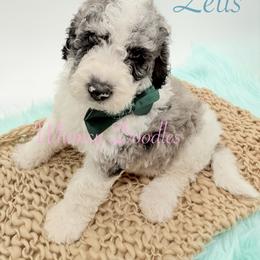 Zeus - Blue merle male Bernedoodle puppy in Omaha, Nebraska from Whimsy Doodles