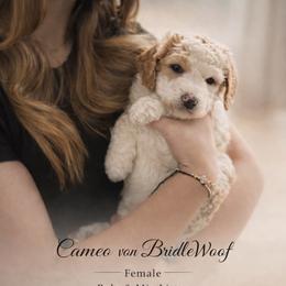 Cameo von Bridlewoof - Parti female Goldendoodle puppy in Great Barrington, Massachusetts from BridleWoof