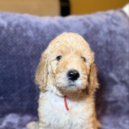 Marshall - Cream male Goldendoodle puppy in Hollywood, Florida from Royal Goldendoodle