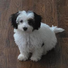 Prada (Parti) - Parti female Yorkipoo puppy in Duncan, South Carolina from Sonshine Yorkies
