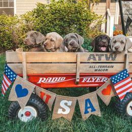 Dilute Retriever and Labrador Retriever Puppies from South Shore Labradors