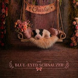 Charlie - Parti female Miniature Schnauzer puppy in Winter Haven, Florida from The Blue Eyed Schnauzer