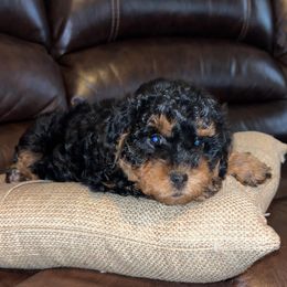 Boxer and Cavapoo Puppies from Acadian Kennels