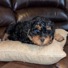 Boxer and Cavapoo Puppies from Acadian Kennels