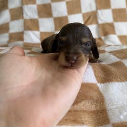 Chai - Chocolate female Dachshund puppy in Stamford, Texas from West Texas Miniature Dachshunds