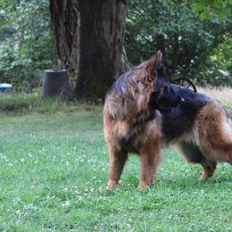 Freya - German Shepherd