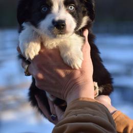 Helm - Black tri male Miniature American Shepherd puppy in Chocowinity, North Carolina from Foxtail Hollow
