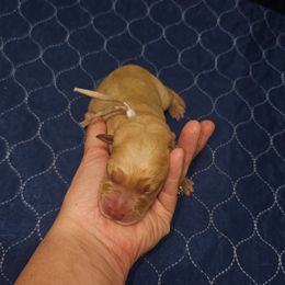 Neptune - Yellow female Labrador Retriever puppy in Elloree, South Carolina from Moonlight Kennels LLC