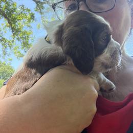 Wish (yellow collar) - Liver white and tan male English Springer Spaniel puppy in Statesville, North Carolina from Rockin’ Slow Farms