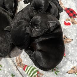 Girl Pick 3 - Black female Labrador Retriever puppy in Mount Olive, Mississippi from 3 King Kennels
