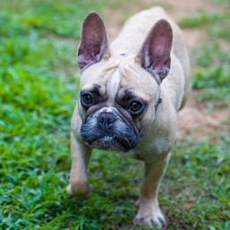 LE - French Bulldog