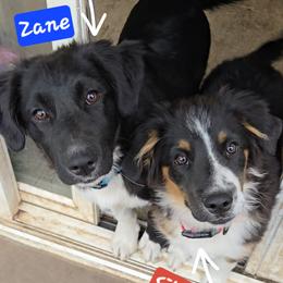 Australian Shepherd and Miniature Australian Shepherd Puppies from Cara Harker