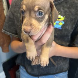 Dachshund puppies from Cali Dachshunds