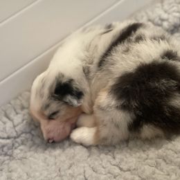 Australian Shepherd Puppies from Mezzo Australian Shepherds