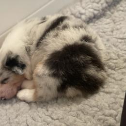Australian Shepherd Puppies from Mezzo Australian Shepherds