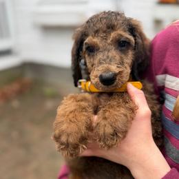 Austin - Sable male Poodle puppy in St. Johnsbury, Vermont from Poodles of the Northern Woods