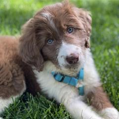 Bordoodle Puppies from Borders of Eby Eden