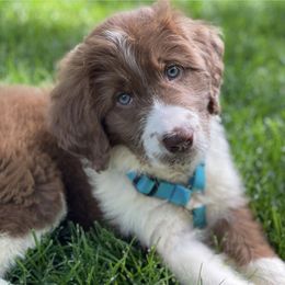 Bordoodle Puppies from Borders of Eby Eden