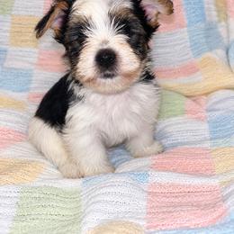 Swiper 2000 - Parti male Yorkshire Terrier puppy in Gastonia, North Carolina from Banks Dynasty Kennel
