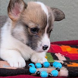 Kloe - Sable and white female American Corgi puppy in Shawnee, Oklahoma from Sunray Ranch