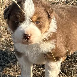 Female - Red tri-color female Miniature American Shepherd puppy in Centerville, Washington from Turnin Heads