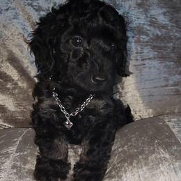 PENNY - Black female Maltipoo puppy in Palmdale, California from J Designer Puppies