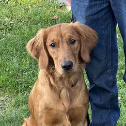 Mercy Lyn - Golden Retriever