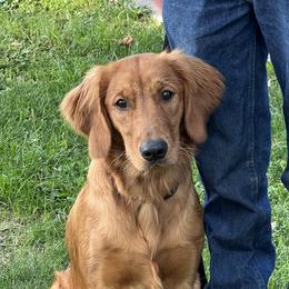 Mercy Lyn - Golden Retriever
