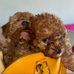 Cavapoo Puppies from PoodleswithLove