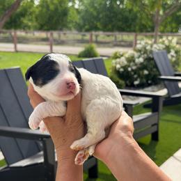Wyatt - Tri-color male Bernedoodle puppy in Yuba City, California from Ranch House Doodles