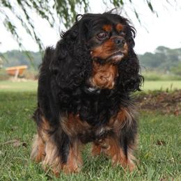 Bailey - Cavalier King Charles Spaniel