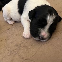 Athena - Black and white Portuguese Water Dog puppy in Brentwood, New Hampshire from Charly's Angels Portuguese Water Dogs