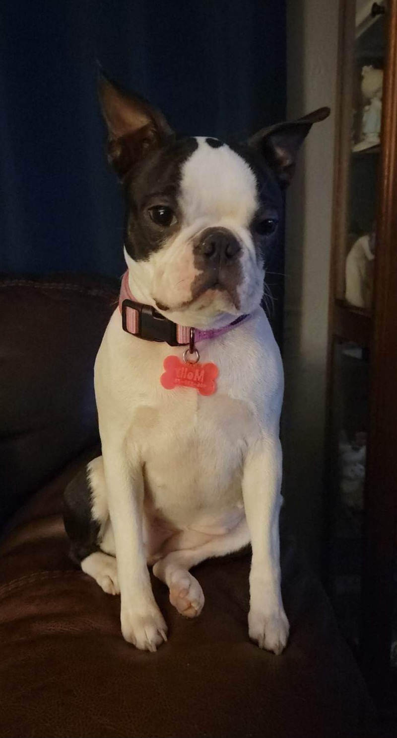 Boston Terrier Puppies from Big Sky Bostons