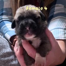 Female 4 - Fawn female Anatolian Shepherd Dog puppy in Daggett, Michigan from T&S Anatolians